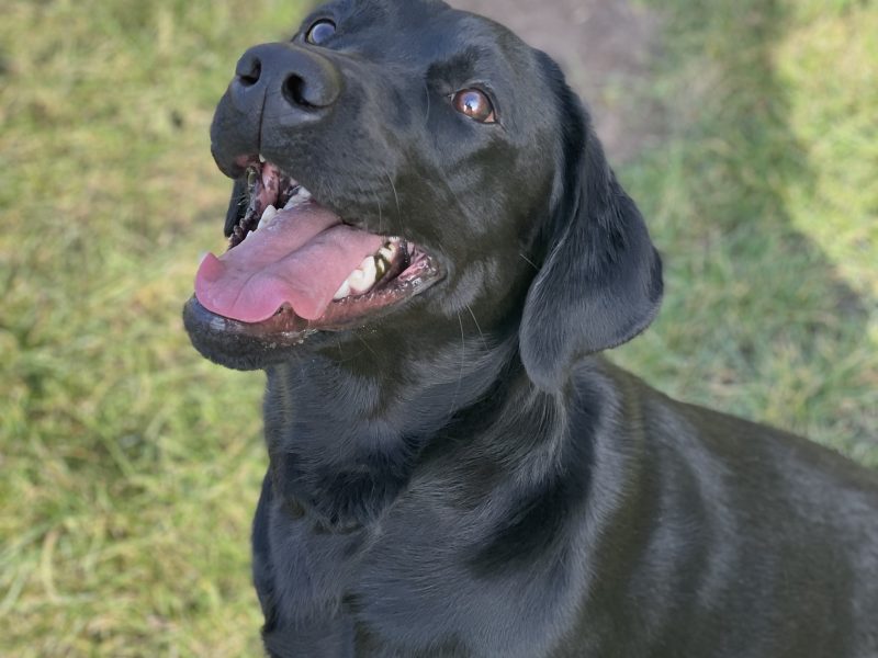 Exceptional KC registered litter (2 boys available and ready to go) - {CATEGORY} in 