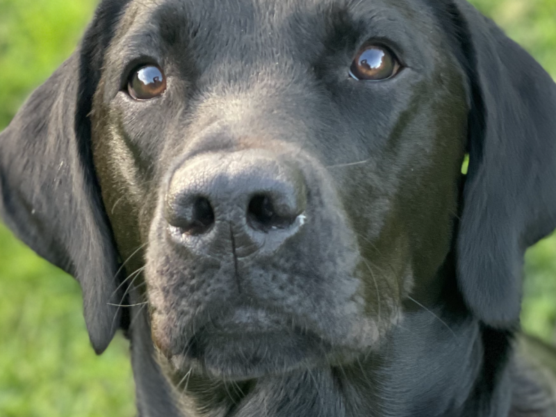 Exceptional KC registered litter (2 boys available and ready to go) - {CATEGORY}