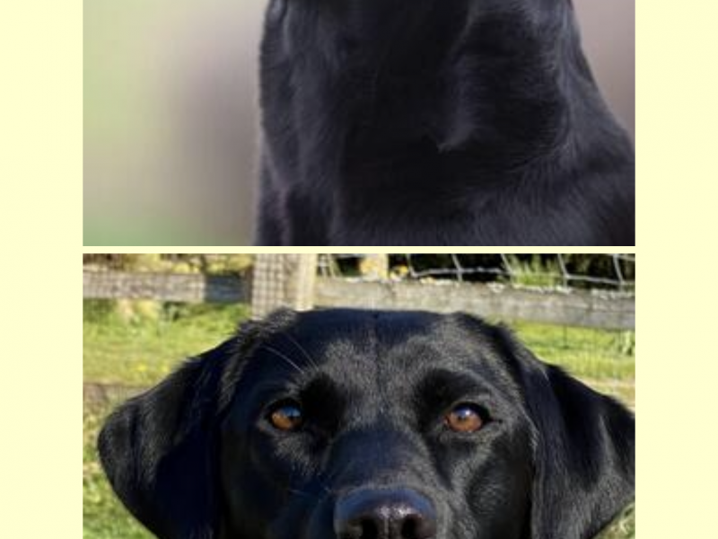 {CATEGORY} - Exceptional KC registered litter (2 boys available and ready to go) in 