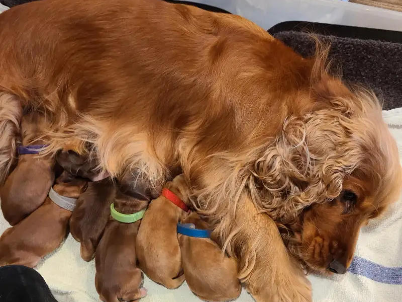 Working cocker spaniel puppies