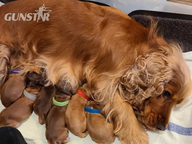 Working cocker spaniel puppies