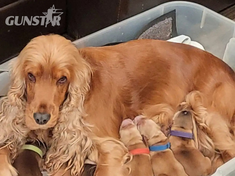 Working cocker spaniel puppies in 