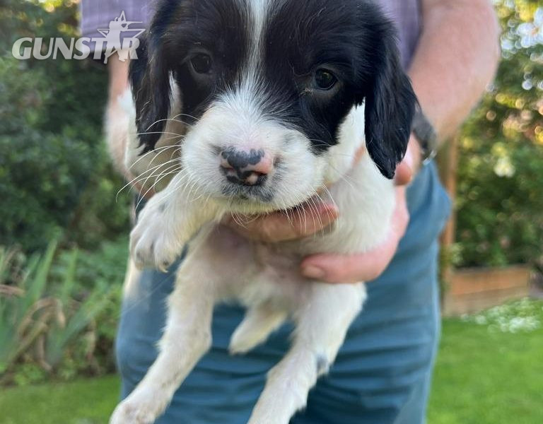 English springer spaniel pups