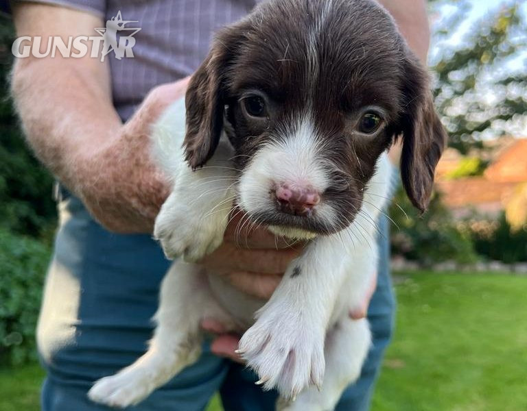  English springer spaniel pups