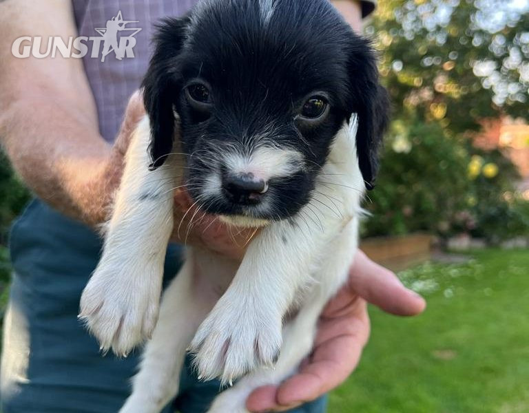 English springer spaniel pups - {CATEGORY} in 