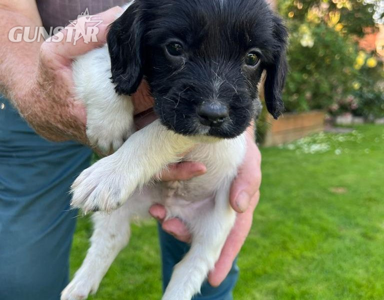 English springer spaniel pups in 