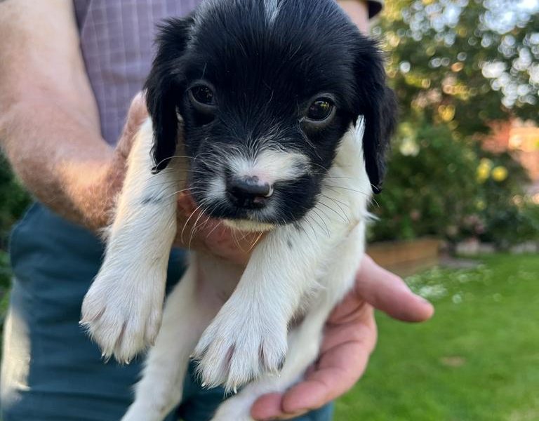 English springer spaniel pups - {CATEGORY} in 