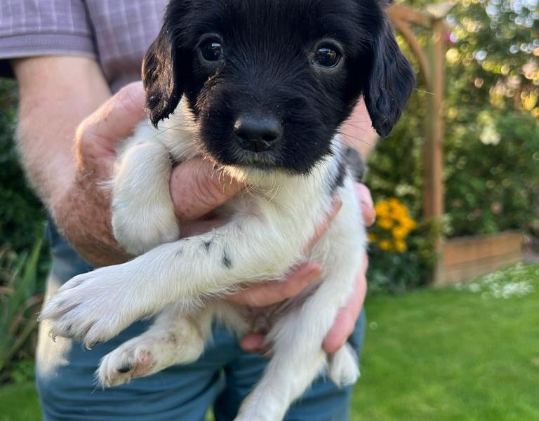English springer spaniel pups - {CATEGORY}