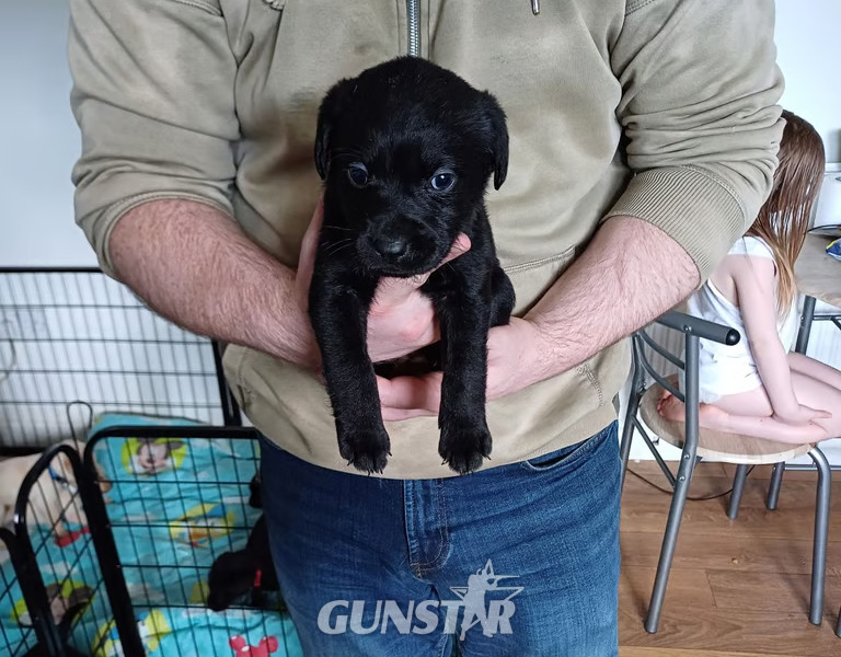black labrador retriever pups in 