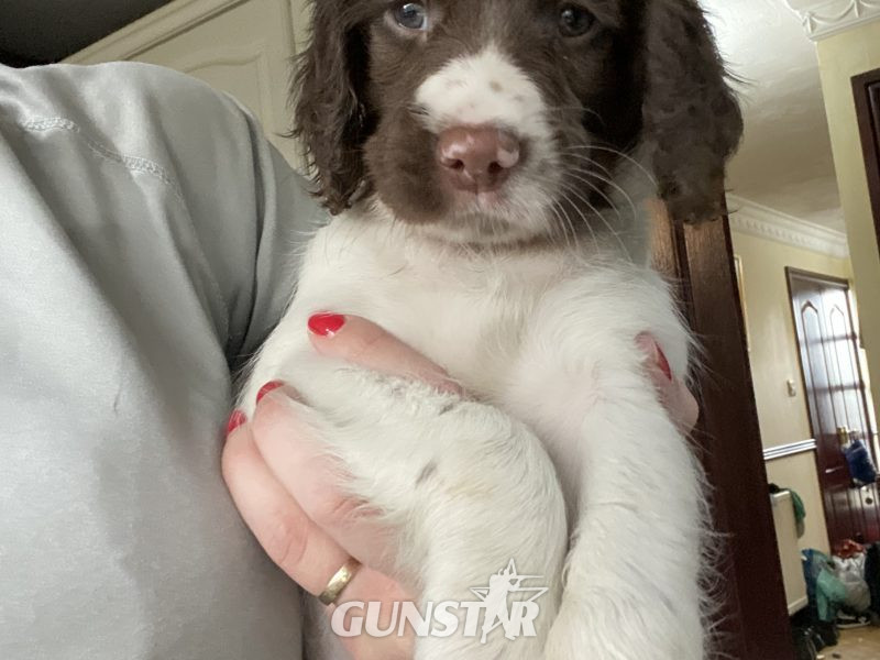  Fantastic litter of working English Springer pups