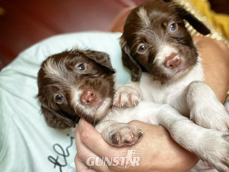 {CATEGORY} - Fantastic litter of working English Springer pups in 