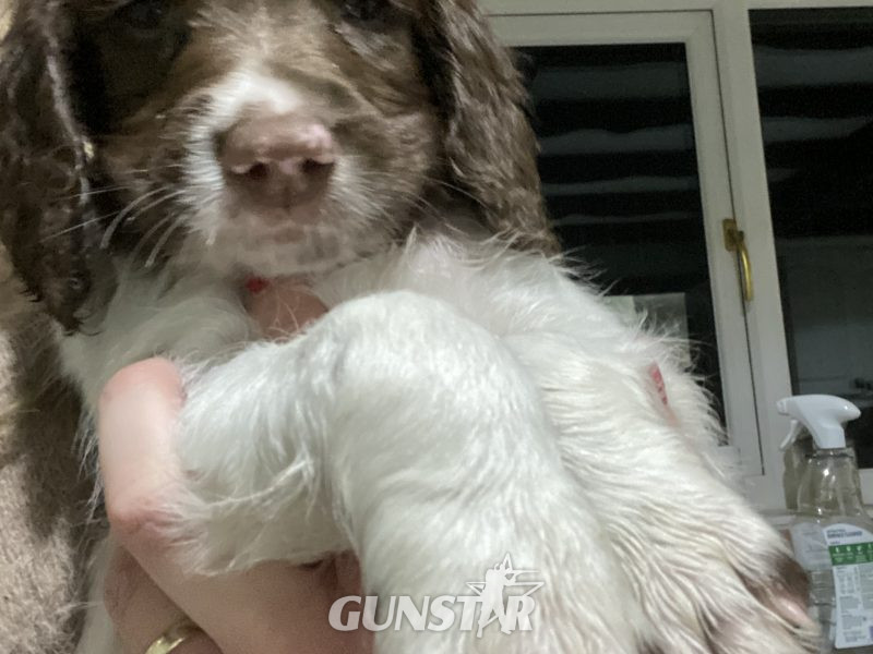 Fantastic litter of working English Springer pups
