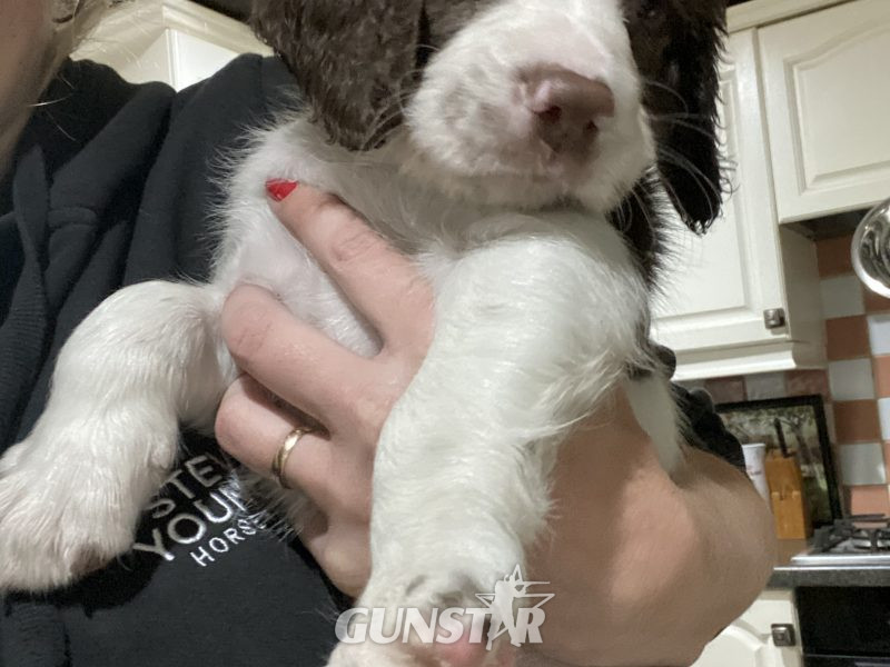 Fantastic litter of working English Springer pups - {CATEGORY} in 
