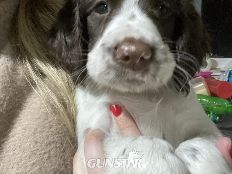 Fantastic litter of working English Springer pups in 