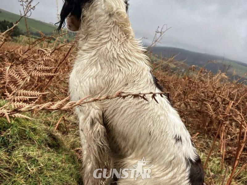 {CATEGORY} - Fantastic litter of working English Springer pups