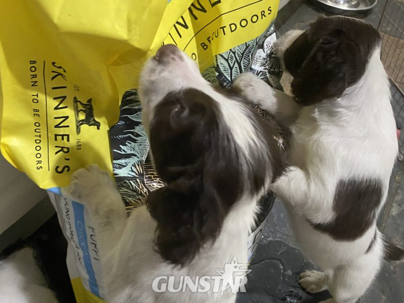 Fantastic litter of working English Springer pups - {CATEGORY}