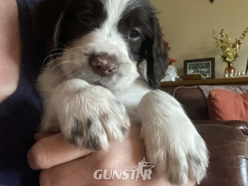 Fantastic litter of working English Springer pups 