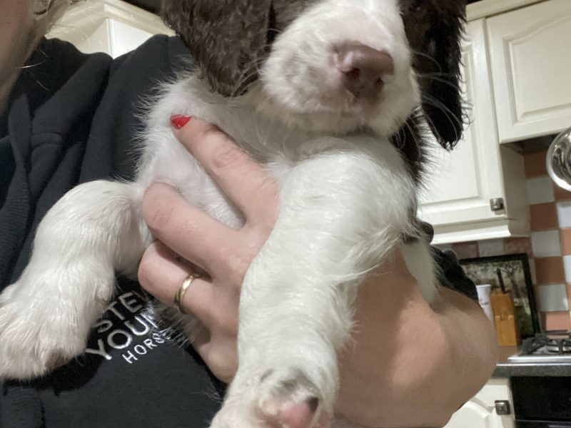 Fantastic litter of working English Springer pups - {CATEGORY} in 