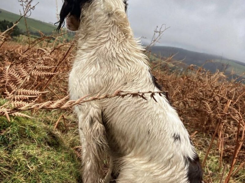 {CATEGORY} - Fantastic litter of working English Springer pups