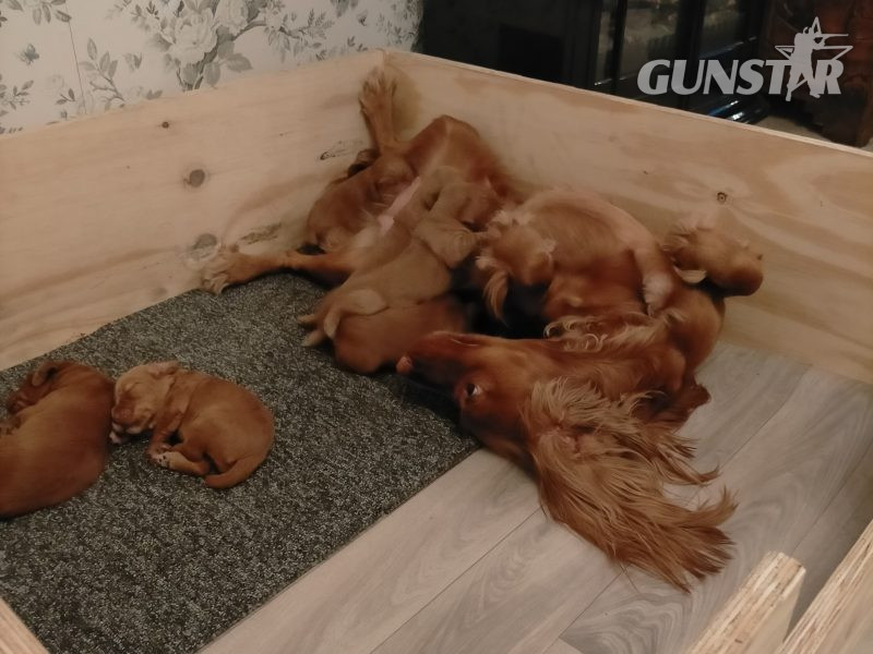 {CATEGORY} - Beautiful Red KC Registered Working Cocker Spaniel Puppies For Sale (Rytex Kennels Bloodline. ALL SOLD