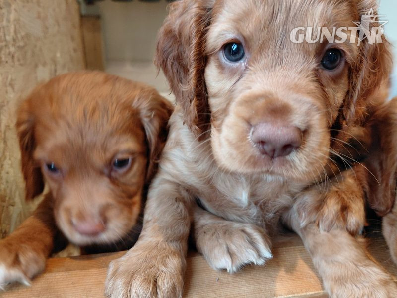 {CATEGORY} - Beautiful Red KC Registered Working Cocker Spaniel Puppies For Sale (Rytex Kennels Bloodline. ALL SOLD in 