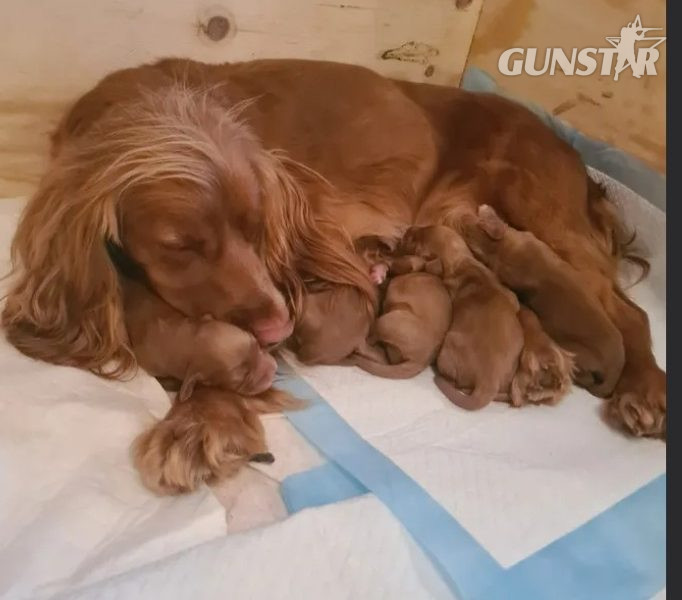 Beautiful Red KC Registered Working Cocker Spaniel Puppies For Sale (Rytex Kennels Bloodline. ALL SOLD in 