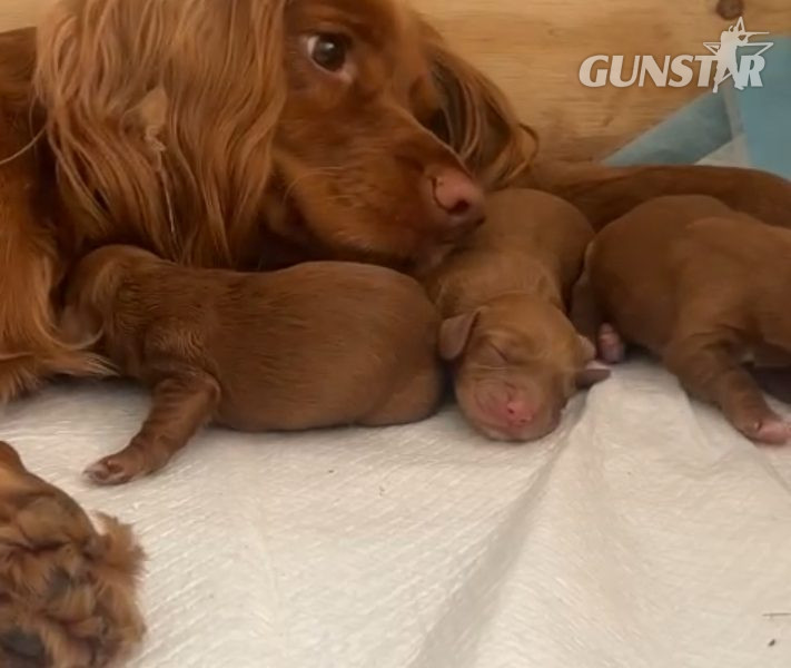 Beautiful Red KC Registered Working Cocker Spaniel Puppies For Sale (Rytex Kennels Bloodline. ALL SOLD - {CATEGORY}