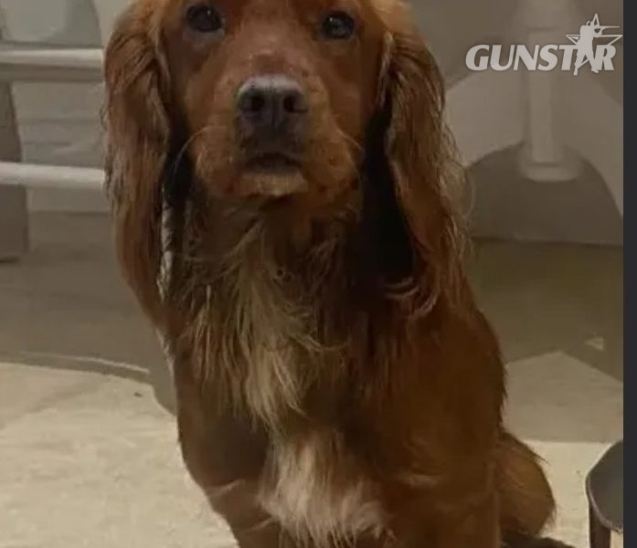 Beautiful Red KC Registered Working Cocker Spaniel Puppies For Sale (Rytex Kennels Bloodline. ALL SOLD