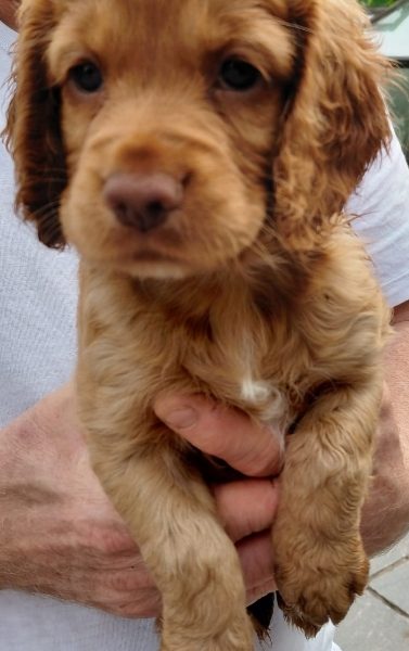 Beautiful Red KC Registered Working Cocker Spaniel Puppies For Sale (Rytex Kennels Bloodline. ALL SOLD - {CATEGORY} in 