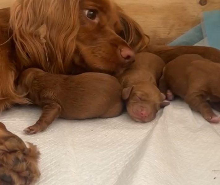 Beautiful Red KC Registered Working Cocker Spaniel Puppies For Sale (Rytex Kennels Bloodline. ALL SOLD - {CATEGORY}