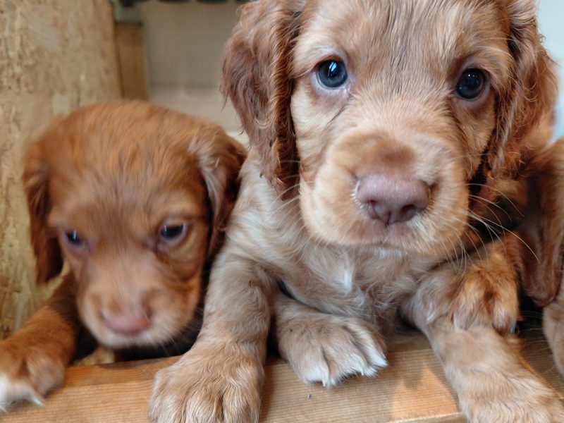 {CATEGORY} - Beautiful Red KC Registered Working Cocker Spaniel Puppies For Sale (Rytex Kennels Bloodline. ALL SOLD in 