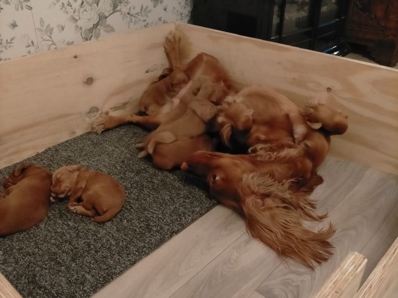 {CATEGORY} - Beautiful Red KC Registered Working Cocker Spaniel Puppies For Sale (Rytex Kennels Bloodline. ALL SOLD