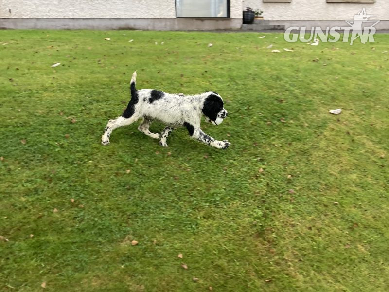  KC registered springer spaniel pups from working parents, both mum and dad are my own working dogs and are here to be seen, pups retrieving and sitting etc already, well socialised and not at all shy.. vaccinated, micro chipped, docked and vet checked.