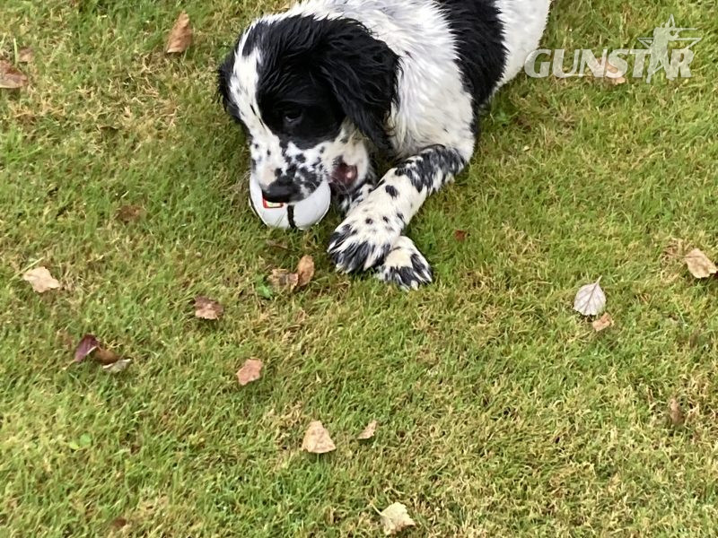 KC registered springer spaniel pups from working parents, both mum and dad are my own working dogs and are here to be seen, pups retrieving and sitting etc already, well socialised and not at all shy.. vaccinated, micro chipped, docked and vet checked. in 