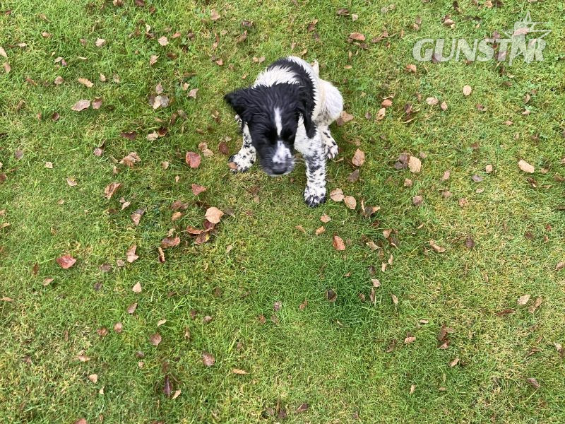 KC registered springer spaniel pups from working parents, both mum and dad are my own working dogs and are here to be seen, pups retrieving and sitting etc already, well socialised and not at all shy.. vaccinated, micro chipped, docked and vet checked. 