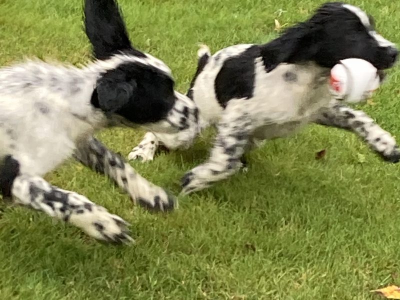 KC registered springer spaniel pups from working parents, both mum and dad are my own working dogs and are here to be seen, pups retrieving and sitting etc already, well socialised and not at all shy.. vaccinated, micro chipped, docked and vet checked.