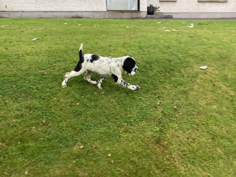  KC registered springer spaniel pups from working parents, both mum and dad are my own working dogs and are here to be seen, pups retrieving and sitting etc already, well socialised and not at all shy.. vaccinated, micro chipped, docked and vet checked.