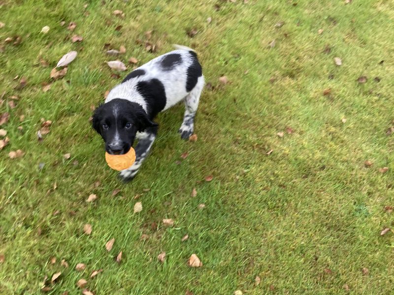 KC registered springer spaniel pups from working parents, both mum and dad are my own working dogs and are here to be seen, pups retrieving and sitting etc already, well socialised and not at all shy.. vaccinated, micro chipped, docked and vet checked. - {CATEGORY} in 