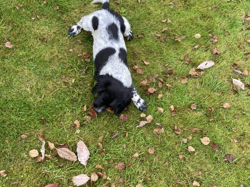 KC registered springer spaniel pups from working parents, both mum and dad are my own working dogs and are here to be seen, pups retrieving and sitting etc already, well socialised and not at all shy.. vaccinated, micro chipped, docked and vet checked. - {CATEGORY}