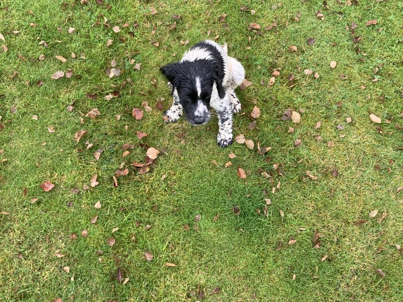KC registered springer spaniel pups from working parents, both mum and dad are my own working dogs and are here to be seen, pups retrieving and sitting etc already, well socialised and not at all shy.. vaccinated, micro chipped, docked and vet checked. 