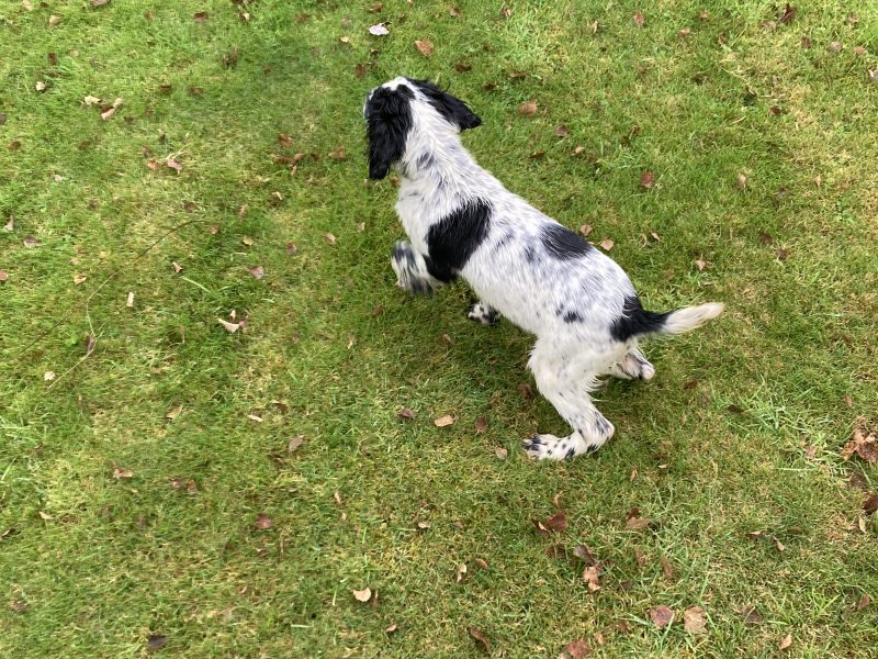 {CATEGORY} - KC registered springer spaniel pups from working parents, both mum and dad are my own working dogs and are here to be seen, pups retrieving and sitting etc already, well socialised and not at all shy.. vaccinated, micro chipped, docked and vet checked. in 