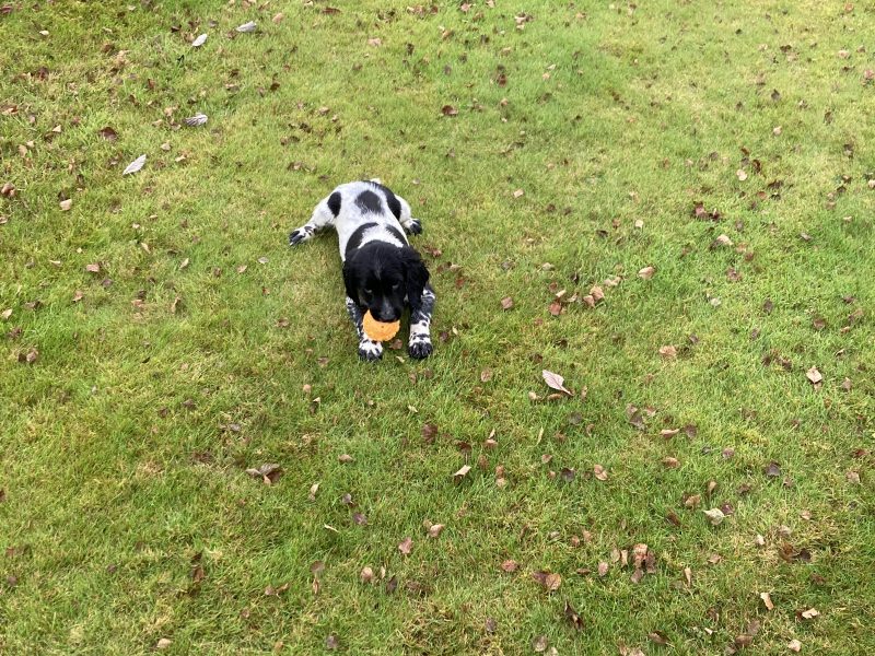 {CATEGORY} - KC registered springer spaniel pups from working parents, both mum and dad are my own working dogs and are here to be seen, pups retrieving and sitting etc already, well socialised and not at all shy.. vaccinated, micro chipped, docked and vet checked.