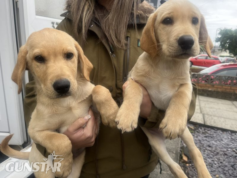 KC Registered labrador puppies