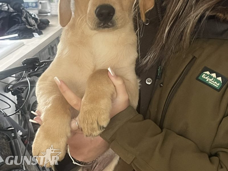 KC Registered labrador puppies - {CATEGORY} in 