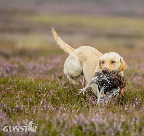 {CATEGORY} - KC Registered labrador puppies