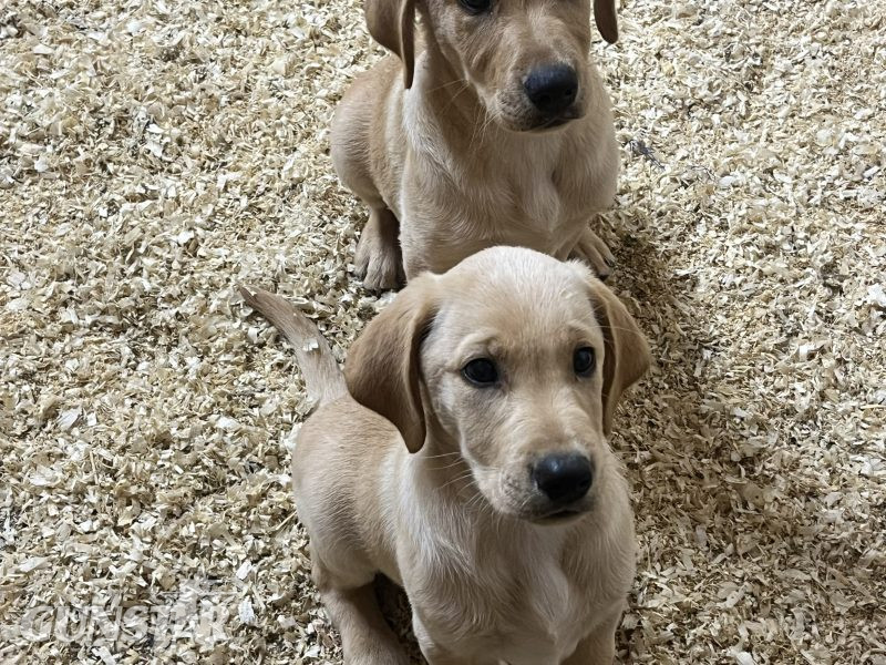  KC Registered labrador puppies