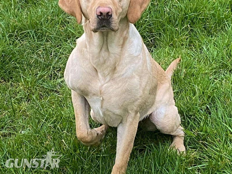 KC Registered labrador puppies 
