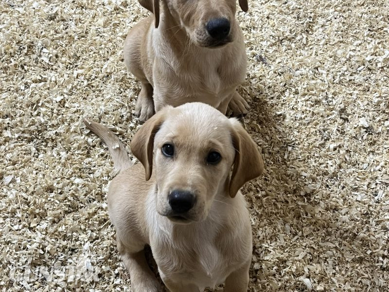 KC Registered labrador puppies in 