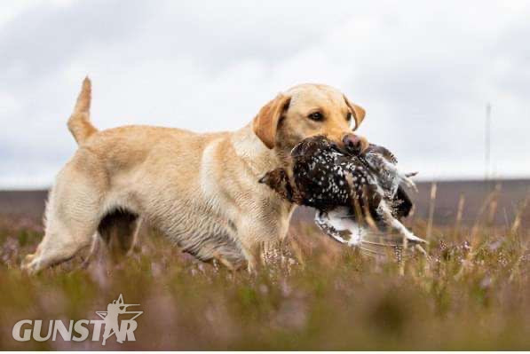 {CATEGORY} - KC Registered labrador puppies in 