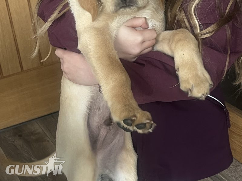 KC Registered labrador puppies - {CATEGORY}